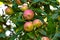 Closeup of red and green apples growing on a tree in a quiet backyard on a sunny day. Zoom in on ripe fruit ready to be