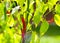 Closeup red green hot pepper on the Bush in the garden