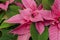 Closeup Red and green poinsettia leaves