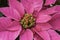 Closeup Red and green poinsettia leaves