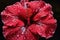 a closeup of a red hibiscus with dew drops on petals