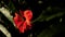 Closeup of a red hibiscus flower blossom. Slow-motion footage.