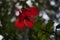 A closeup of  red hibiscus petals and  leaves