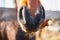 Closeup of a red horse`s nostrils on a farm