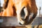 Closeup of a red horse`s nostrils on a farm