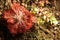 Closeup of a red, insectivorous sundew leaf