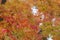 Closeup of red japanese maple leaves on the graden.