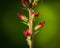 Closeup of red Lady's glove flower in garden under sunlight with green blurry background