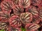 Closeup red leaf of Peperomia caperata plants , flowering leaves background ,macro image