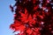 Closeup of the red leaves of a Japanese acer palmatum