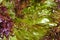 Closeup of red lettuce leaves, fragment. Abstract background