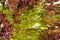 Closeup of red lettuce leaves, fragment. Abstract background