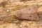 Closeup on the Red-line Quaker owlet moth, Agrochola lota , sitting on wood