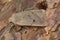 Closeup on a red-line Quaker owlet moth, Agrochola lota sitting on wood