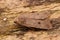 Closeup on the Red-line Quaker owlet moth, Agrochola lota , sitting on wood