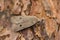 Closeup on a red-line Quaker owlet moth, Agrochola lota sitting on wood