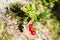 Closeup of red lingonberries in forest