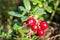 Closeup of red lingonberries in forest