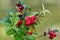 Closeup of red lingonberries in forest with blured background. Ripe red Cowberries Vaccinium vitis-idaea for illustration