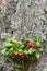 Closeup of red lingonberries in forest with blured background. Ripe red Cowberries Vaccinium vitis-idaea for illustration