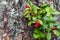 Closeup of red lingonberries in forest with blured background. Ripe red Cowberries Vaccinium vitis-idaea for illustration