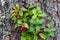 Closeup of red lingonberries in forest with blured background. Ripe red Cowberries Vaccinium vitis-idaea for illustration