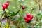 Closeup of red lingonberries in forest with blured background. Ripe red Cowberries Vaccinium vitis-idaea for illustration