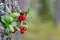Closeup of red lingonberries in forest with blured background. Ripe red Cowberries Vaccinium vitis-idaea for illustration