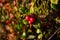 Closeup of red lingonberries in forest. Shallow depth of field