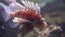 Closeup of a red lionfish swimming under water, popular tropical fish specie from the indo pacific ocean