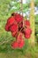 Closeup of red lychees growing in the wild in Hawaii