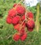 Closeup of red lychees growing in the wild in Hawaii