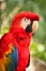 Closeup of a Red Macaw with beautiful plumage, Cozumel, Mexico