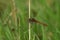 Closeup on a red male Ruddy Darter dragonfly, Sympetrum sanguineum perched on a twig