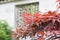 Closeup of red maple and blurred traditional architecture