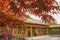 Closeup of red maple and blurred traditional architecture