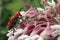 Closeup of a Red Milkweed Beetle chillin` on some common milkweed flowers.