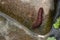 Closeup of a red Millipedes crawling on a stone under sunlight covered in water