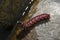 Closeup of a red Millipedes crawling on a stone under sunlight covered in water