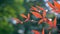 Closeup of red nandina domestica leaves in sunlight. Bokeh green background