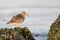 Closeup of red-necked stints on a rock with shells against a blurry ocean background