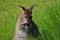 Closeup of The Red-Necked Wallaby in Grass