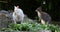 Closeup of a Red-necked Wallaby white albino female