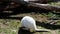 Closeup of a red-necked wallaby white albino female, kangaroo