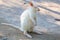 Closeup of a Red-necked Wallaby white albino female, kangaroo Macropus rufogriseus