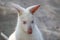 Closeup of a Red-necked Wallaby white albino female, kangaroo Macropus rufogriseus