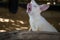 Closeup of a Red-necked Wallaby white albino female, kangaroo (Macropus rufogriseus