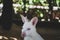 Closeup of a Red-necked Wallaby white albino female, kangaroo (Macropus rufogriseus