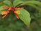 Closeup red ,orange Firebush ,Hamelia plant in garden with rain drops and blurred background ,leaves in nature ,sweet color