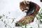 Closeup of a red panda lying on the ground covered in the snow in Hokkaido in Japan